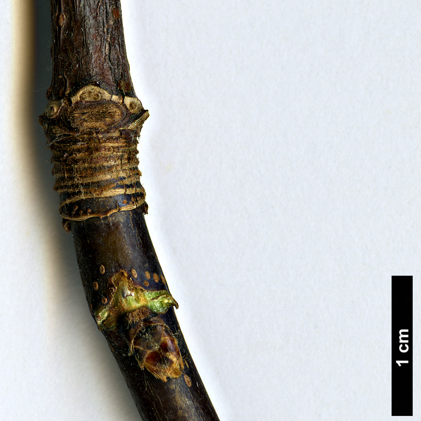 High resolution image: Family: Sapindaceae - Genus: Acer - Taxon: sterculiaceum - SpeciesSub: subsp. sterculiaceum